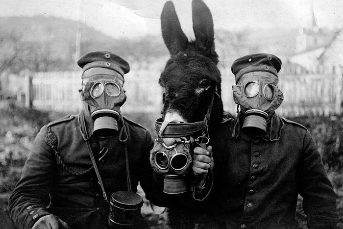немецкие солдаты с мулом в противогазах
